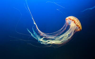 Vedci odhalili tajomstvo „nesmrteľnej medúzy“, ktorá po pohlavnom styku mladne. Štúdia nám môže pomôcť pochopiť ľudské starnutie