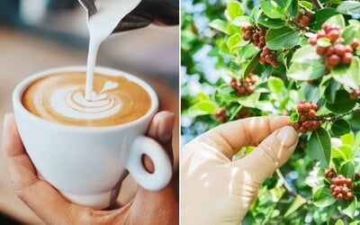 Vedci pestujú vôbec prvý kávovník bez kofeínu. Nový „decaf“ bude zdravší, chutnejší a lacnejší