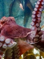 Vedci prišli na to, čo môže vytvoriť novú civilizáciu. Ak vymrieme, môžu nás nahradiť chobotnice