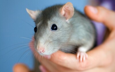 Vedci „rozosmievali“ potkany, aby zistili, ako vzniká hravosť. Využili na to šteklenie aj hry