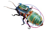 Vědci sestavili švábího kyborga, v budoucnu může pomoci při pátracích a záchranných akcích
