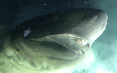 Vědci zkoumají prehistorického žraloka se svítivýma očima, který žije přes 2 kilometry pod hladinou