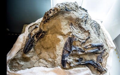 Vědci ukázali první kompletní kostru T-Rexe. Zvíře zahynulo v souboji s triceratopsem.