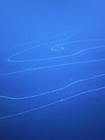Vědci v oceánu zachytili doposud největší měchýřovku připomínající mimozemský organizmus. Zrovna lovila
