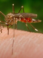 Vědci zjistili, proč jsou někteří lidé „magnetem“ pro komáry, zatímco jiní nemají jediné štípnutí
