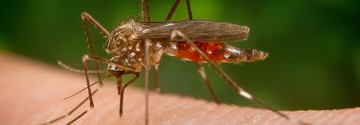 Vědci zjistili, proč jsou někteří lidé „magnetem“ pro komáry, zatímco jiní nemají jediné štípnutí