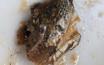Vegánka v Británii si v konzerve od omáčky našla odtrhnutú hlavu jašterice. K mäsu má vraj teraz ešte väčší odpor