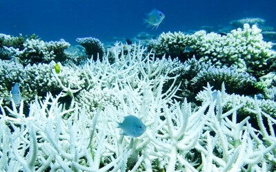 Veľká koralová bariéra umiera. Za posledných 25 rokov zahynula polovica vzácnych koralov