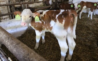 Veľkej stredoslovenskej mliekarni hrozí krach. Mnohí ľudia môžu prísť o prácu