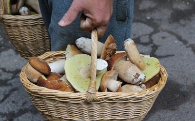 Velký houbařský průzkum: Kde v Česku lidé nejvíce sbírají houby a kam nejčastěji chodí?