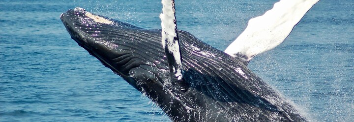 Veľryba takmer prehltla muža: Zrazu bola tma, potom ma vymrštila do vzduchu a bol som voľný