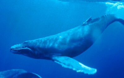 Velryba téměř spolkla potápěče: Najednou byla tma, pak mě vymrštila do vzduchu a byl jsem volný