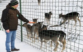 Veterinárna správa uvoľnila opatrenia: Zvieratá sa môžu premiestňovať, zoo opäť otvoria