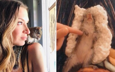 Veverička Willa bola podvýživená a oslepla na jedno oko. Jej opatrovateľka zdieľa na Instagrame ich spoločné zážitky