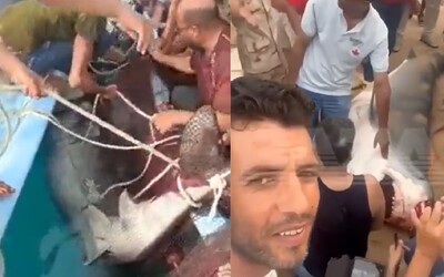 Video: Egypťané chytili žraloka, který ve známém letovisku zabil občana Ruska. Ministerstvo oznámilo, jaké s ním má plány