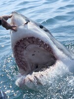 Video: Jak pravděpodobné je, že tě zabije žralok?