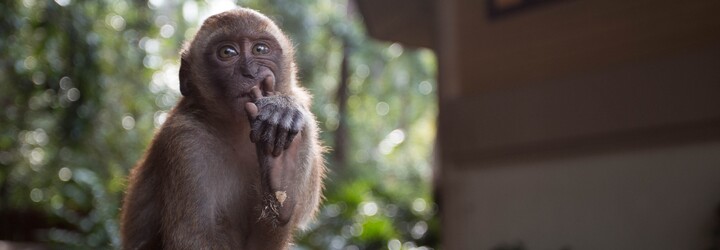 Video: Muž si to rozdal s opicí v pěstním souboji. Na jeho syna útočila celá tlupa divokých makaků