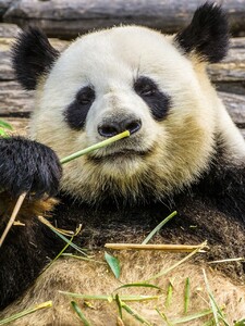 Video: Twerkující panda šokovala návštěvnictvo ZOO