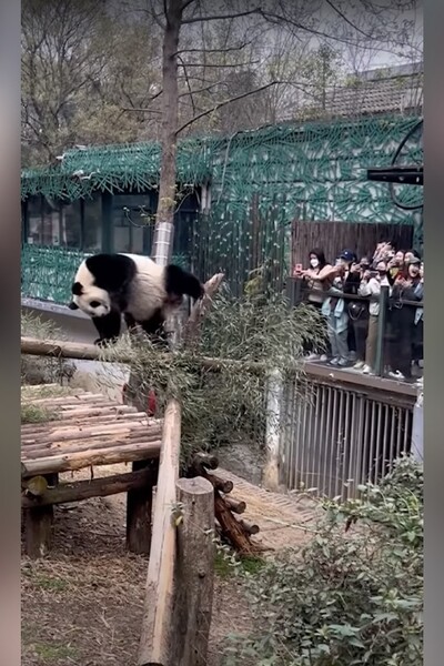 Video: Twerkující panda šokovala návštěvnictvo zoo