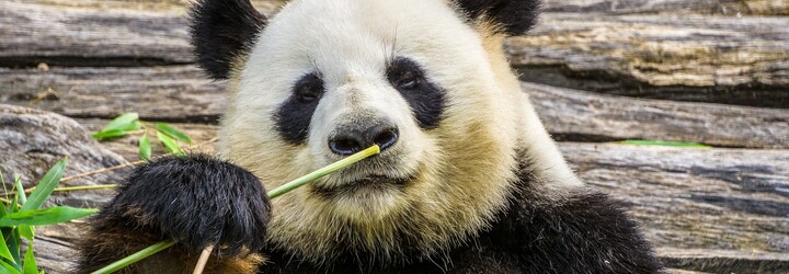 Video: Twerkující panda šokovala návštěvnictvo zoo