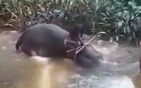 Video: Týraný slon padá po úderech holí do řeky a „pláče“. Aktivisté kritizují rituály buddhistů ze Srí Lanky