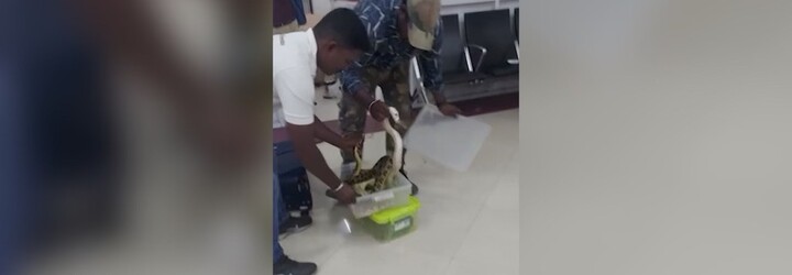 Video: Žena propašovala do Indie 22 hadů v kufru. Odhalila je až letištní kontrola