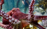 Video: Zvědavá chobotnice objala potápěčku, stala se virální senzací