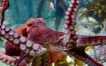 Video: Zvědavá chobotnice objala potápěčku, stala se virální senzací