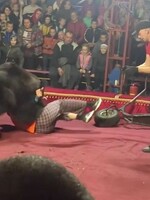 Video z ruského cirkusu zachycuje útok medvěda na jeho krotitele, lidé v panice utíkali pryč