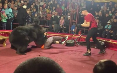 Video z ruského cirkusu zachycuje útok medvěda na jeho krotitele, lidé v panice utíkali pryč