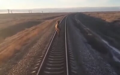 Video zachycuje velblouda v Rusku, který utíkal před vlakem. Stroj kvůli němu nabral hodinové zpoždění