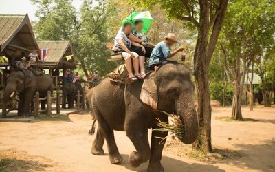 Vietnam zakázal jízdu na slonech