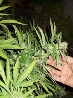 Vláda na Malte navrhuje beztresné prechovávanie 7 gramov marihuany a pestovanie rastlín na vlastné použitie