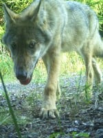 Vlci se vrací i na Znojemsko, byli opakovaně spatřeni v Národním parku Podyjí