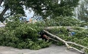 Vo viacerých oblastiach Slovenska bude fúkať silný vietor. SHMÚ vydal výstrahy prvého stupňa