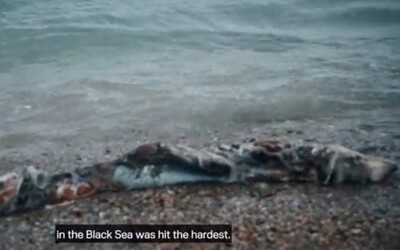Volodymyr Zelenskyj obvinil Rusko z ekocídy. V dôsledku činnosti Čiernomorskej flotily uhynulo najmenej 50 000 delfínov