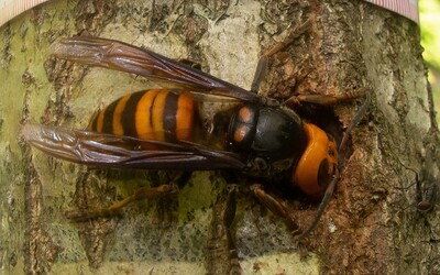 Vraždiaci sršeň odtrháva včelám hlavy. Americkí vedci našli prvý kus agresívneho hmyzu v tomto roku