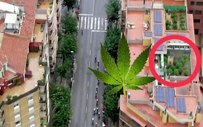 Vrtulník odhalil plantáž marihuany na střeše domu během cyklistických závodů