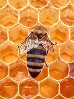 Všetci zomrieme 4 roky po tom, ako vymrú včely. Ako bude vyzerať temná budúcnosť?