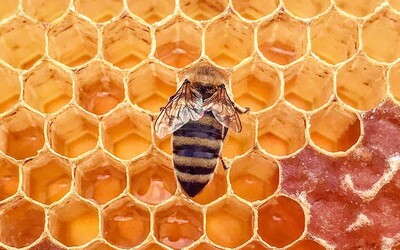 Všetci zomrieme 4 roky po tom, ako vymrú včely. Ako bude vyzerať temná budúcnosť?