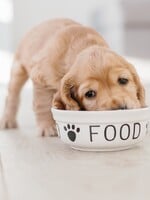 Výber krmiva pre šteniatka: Čím a ako často ho kŕmiť?
