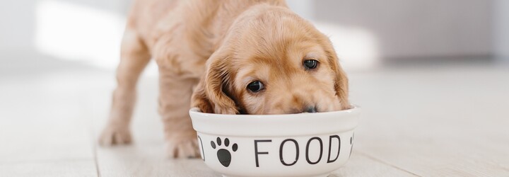 Výber krmiva pre šteniatka: Čím a ako často ho kŕmiť?
