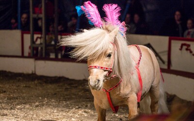 Výbor odhlasoval zákaz drezury volně žijících zvířat v cirkusech