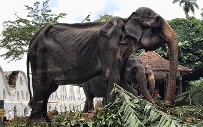 Vychudnutého slona využívajú ako atrakciu. Počas festivalu musí zapriahnutý prejsť niekoľko kilometrov