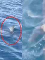Vydesení turisti na Makarskej zbadali žraloka. Populárna chorvátska destinácia sa na chvíľu stala nebezpečnou
