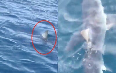Vydesení turisti na Makarskej zbadali žraloka. Populárna chorvátska destinácia sa na chvíľu stala nebezpečnou