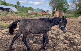 Vyhladované žriebätá, mŕtve psy a kozy. Veterinári odhalili otrasný chov v Banskobystrickom kraji