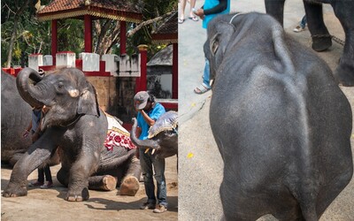 Vyhladovaný slon Dumbo musí pre zábavu tancovať turistom. Desiatky tisíc ľudí už podpísali petíciu proti týraniu