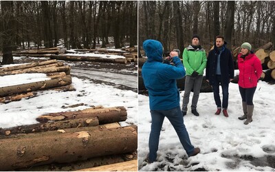 Výrub 120-ročných stromov v chránenom území rozhorčil Bratislavčanov, mesto ho chce zastaviť