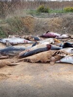 Přes 700 mrtvých delfínů skončilo na plážích ve Francii. Znetvořená těla jsou vinou rybářů